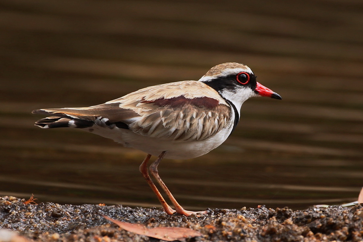 Black Fronted Dotterel