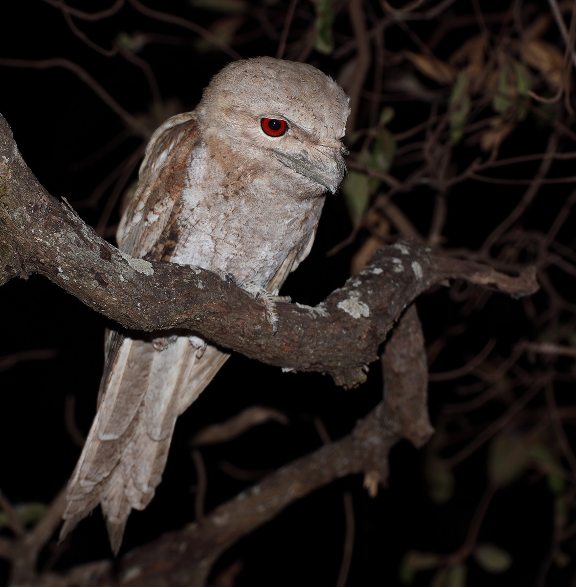 Papuan Frogmouth