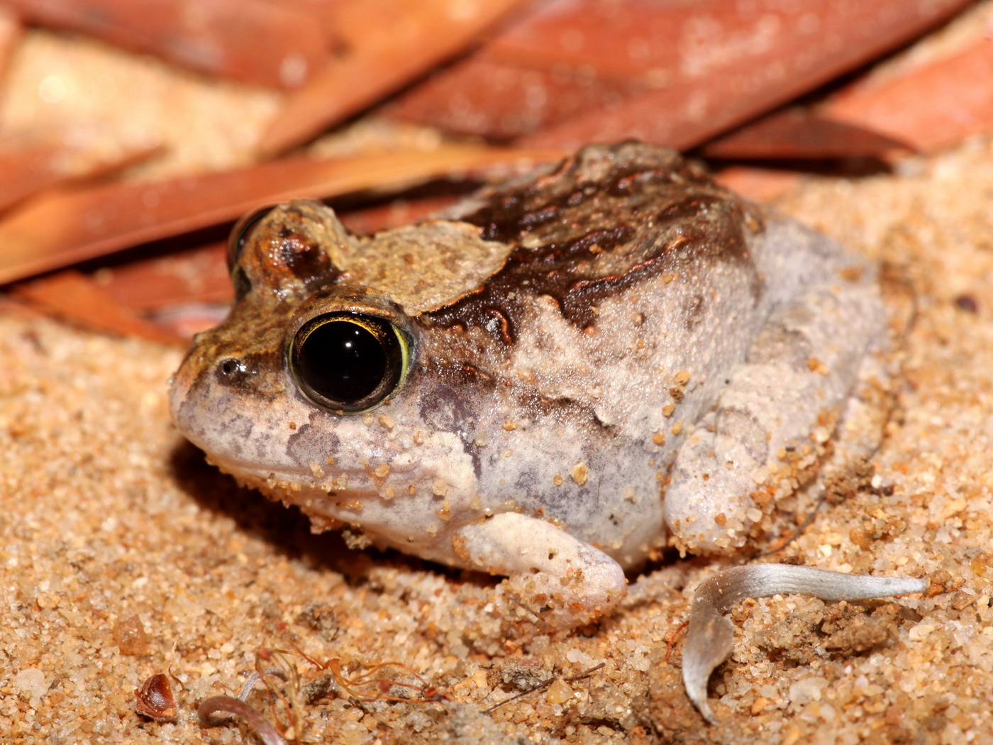 Another Burrowing Frog