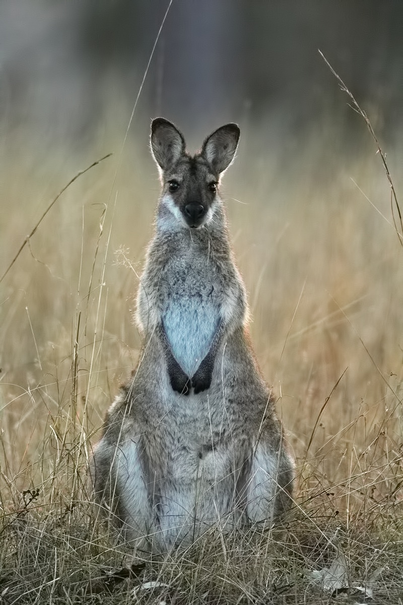 Whip Tail Wallaby