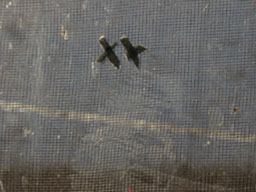 o1/64/367264/1/139400654.5Su6UmR4.10282011_snowfarm409.jpg