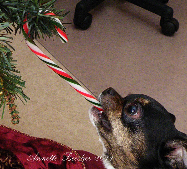 Day Fifteen - Candy Canes & Bacon