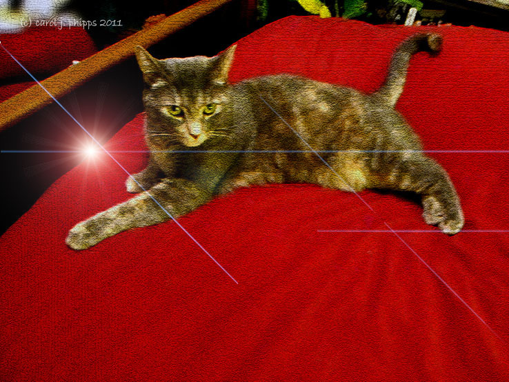 Beloved Pet!