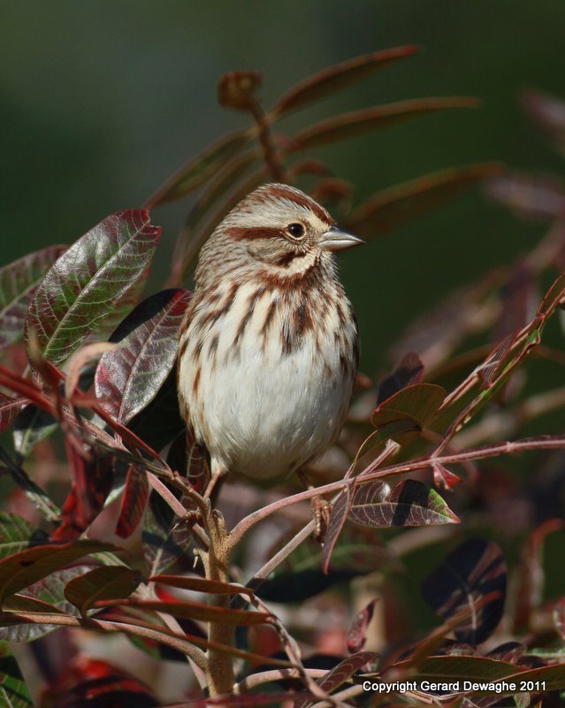 Song Sparrow