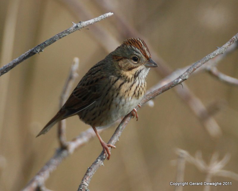 Lincoln Sparrow