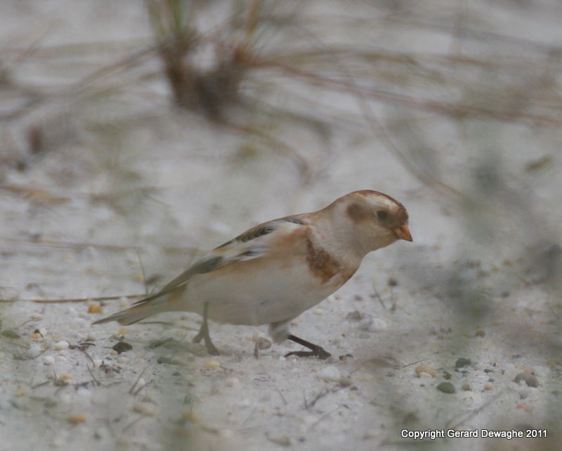 Snow Bunting