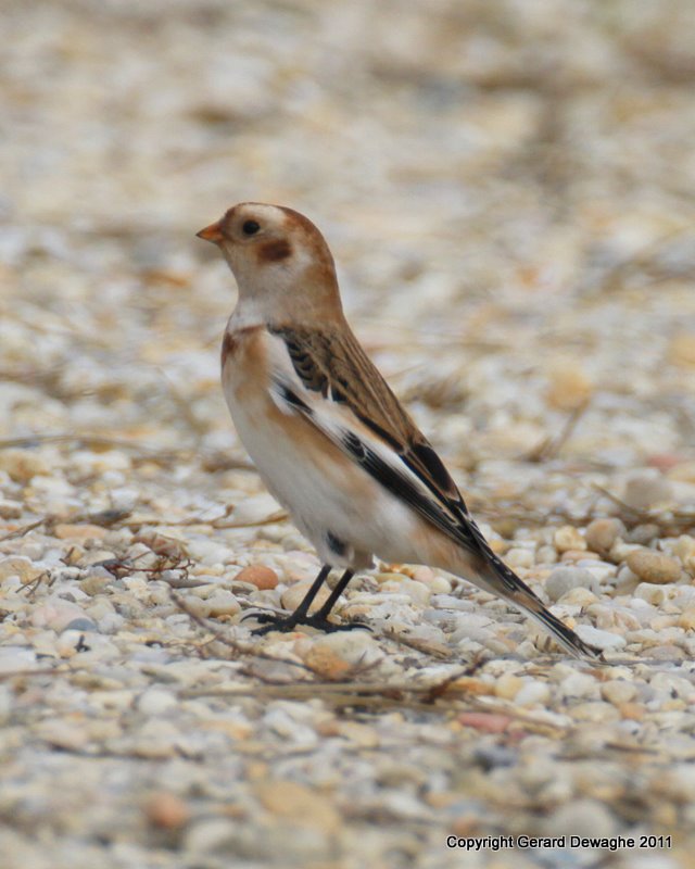 Snow Bunting 