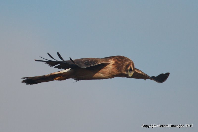 Northern Harrier