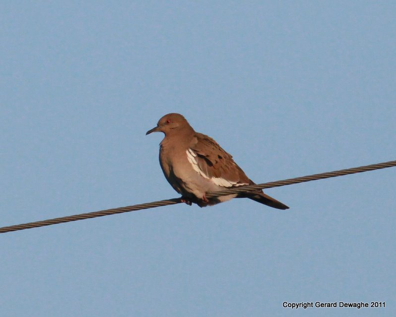 White Winged Dove