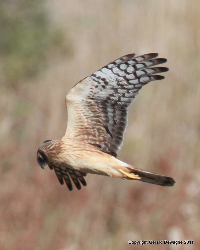 Northern Harrier