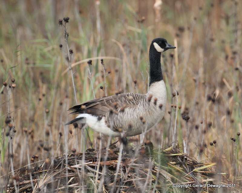 Canada Goose