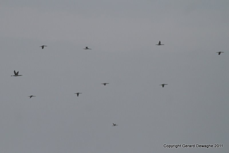 Red-throated Loons