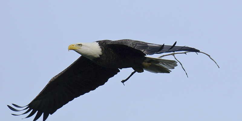 Bald Eagle