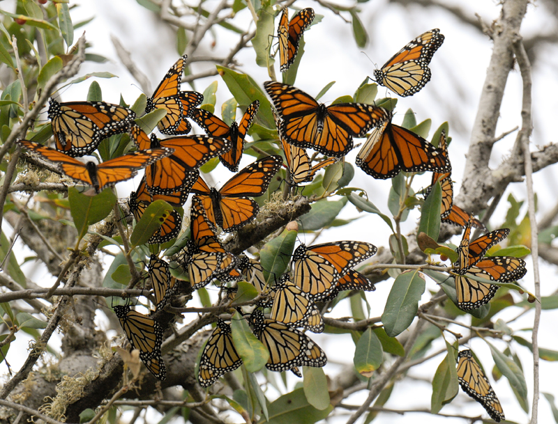 Monarch Butterflies