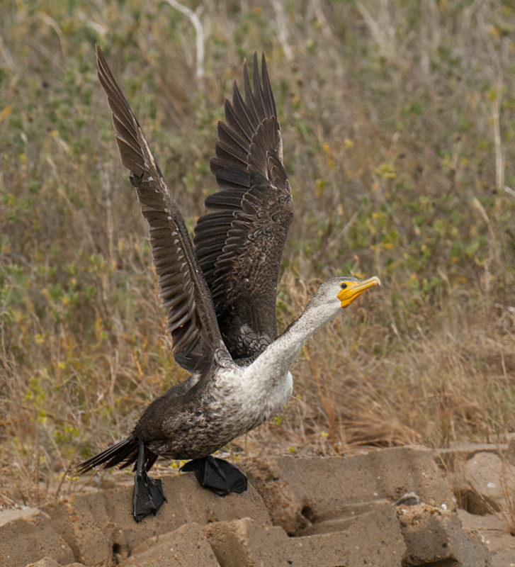 Double-crested Cormorant