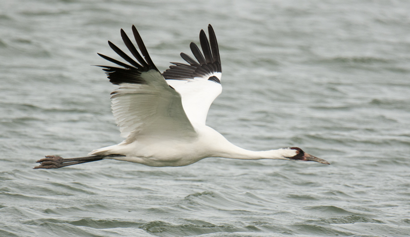 Whooping crane