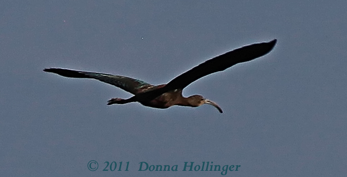 Flying Ibis