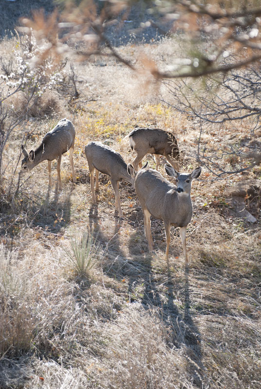 Deer Group 1809