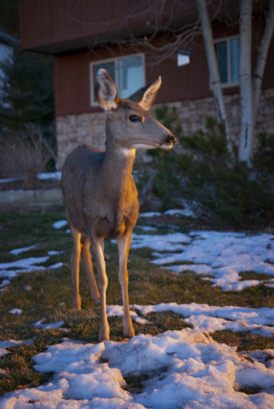Deer 1236