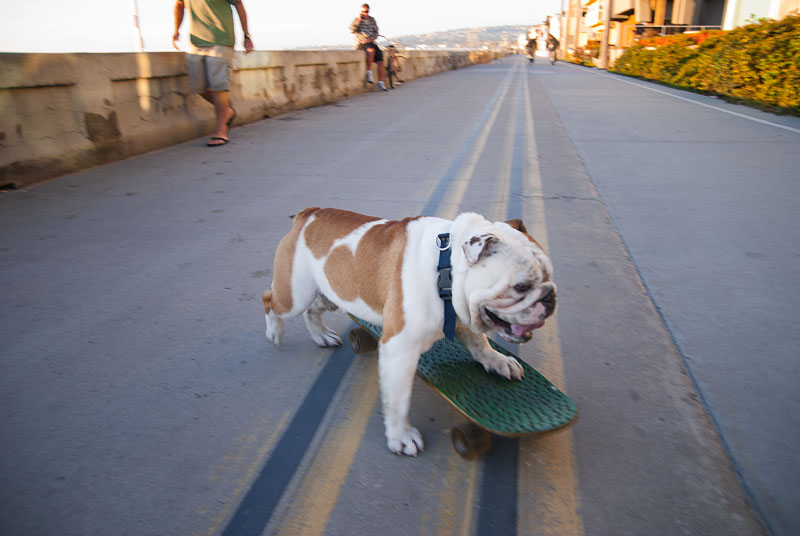 Skateboarding Dog 1852