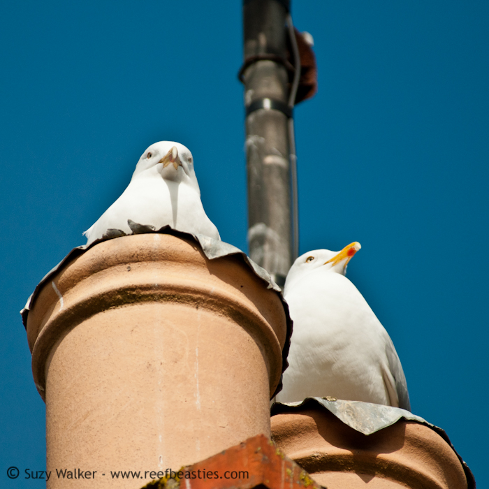 Gulls