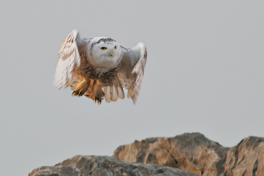 Harfang des neiges -- _E5H9855 -- Snowy Owl 