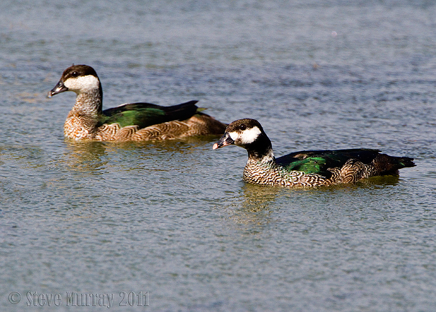 Green Pygmy Goose (Nettapus pulchellus)