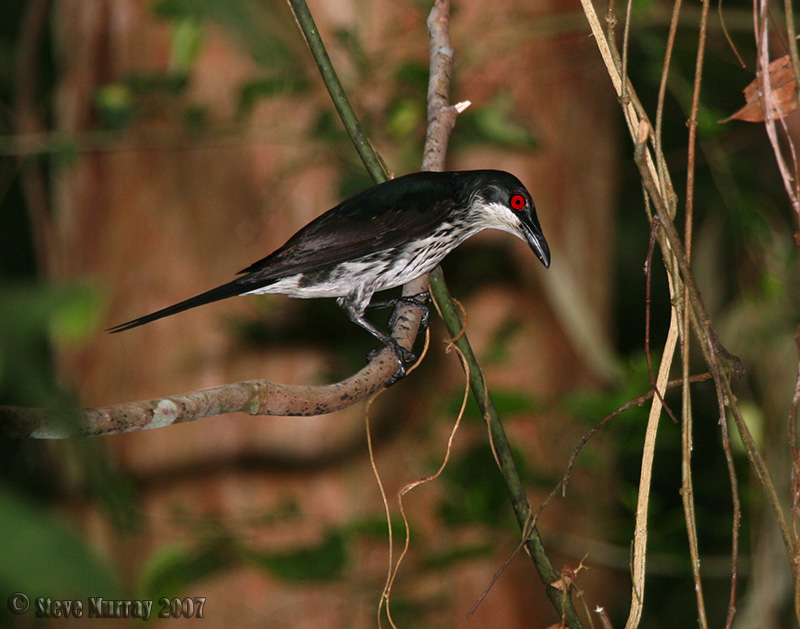 Metallic Starling (Aplonis metallica)