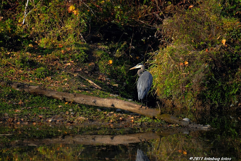 Great Blue Heron at Delta Ponds