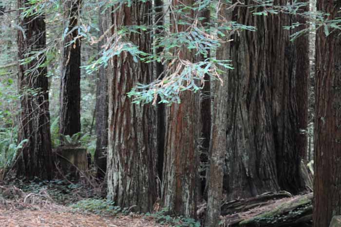 Giant Sequoias,California