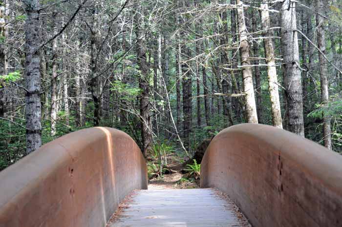 hikers' bridge,California Coastal Redwoods