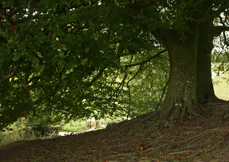 Avebury Trees.jpg