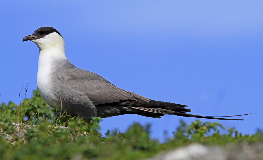 Long-tailed Skua.