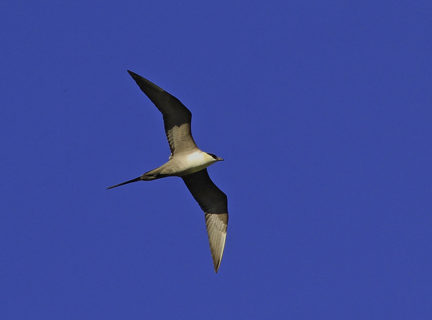 Long-tailed Skua