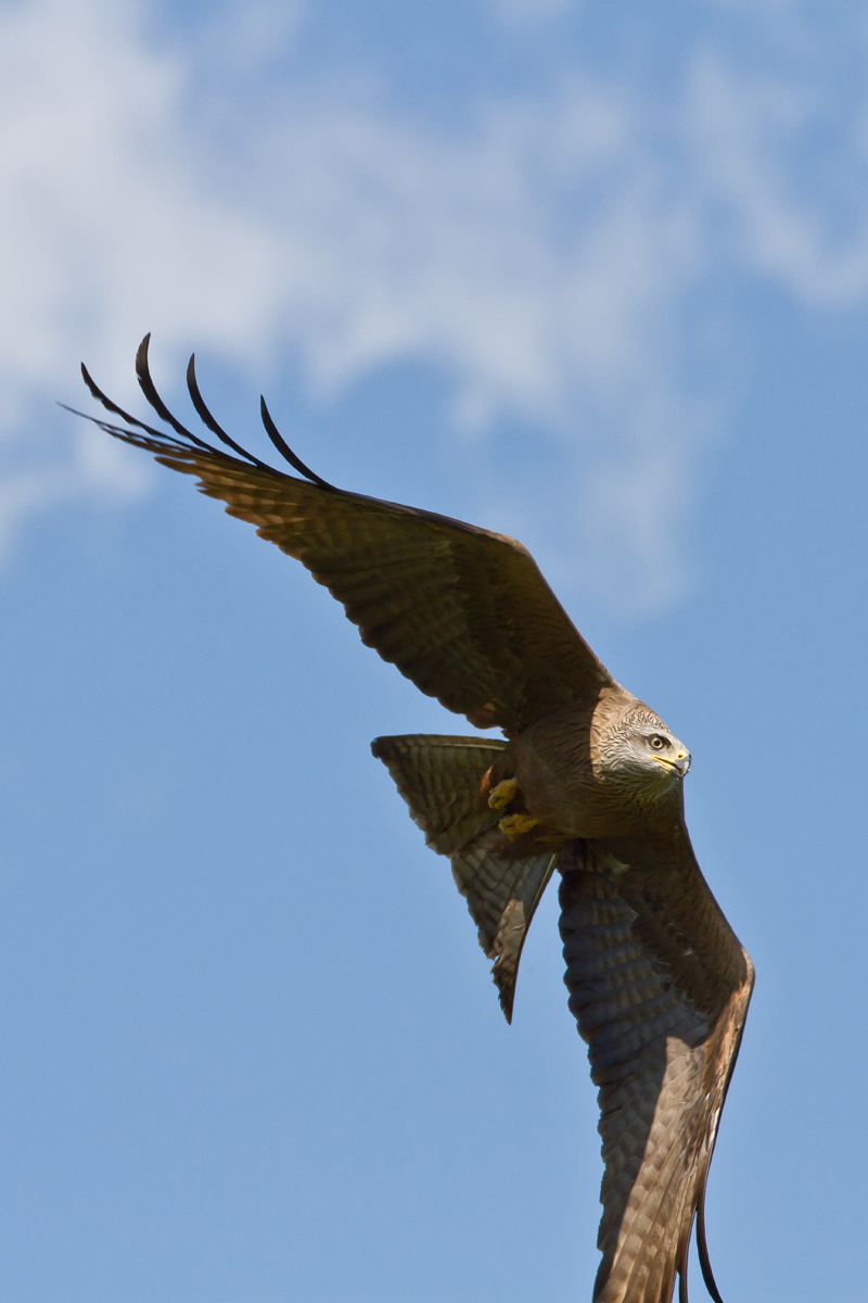 Wildpark Hemfurth