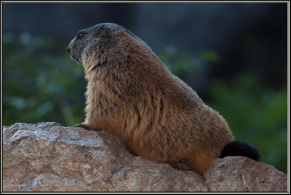 Marmotta