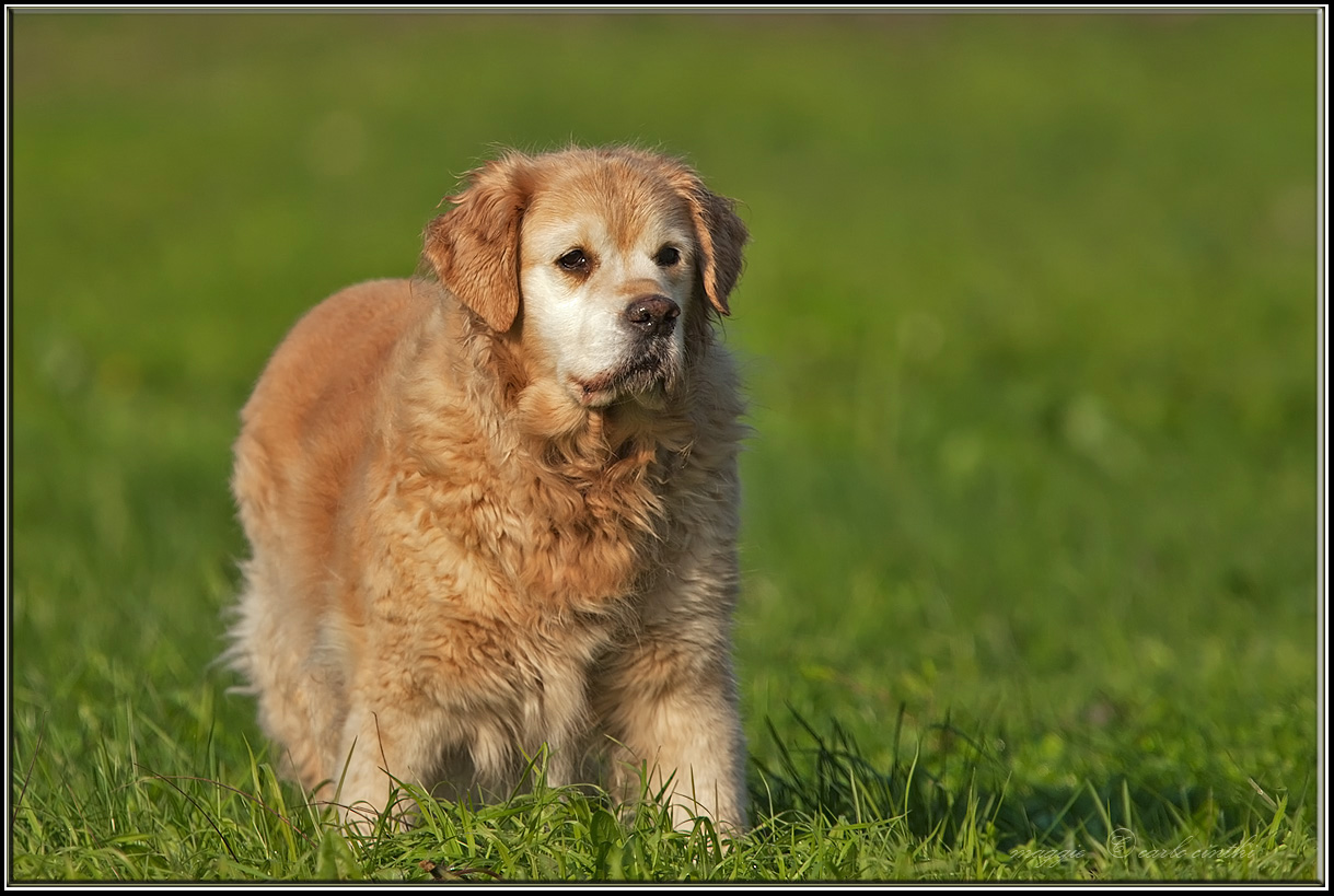 Maggie