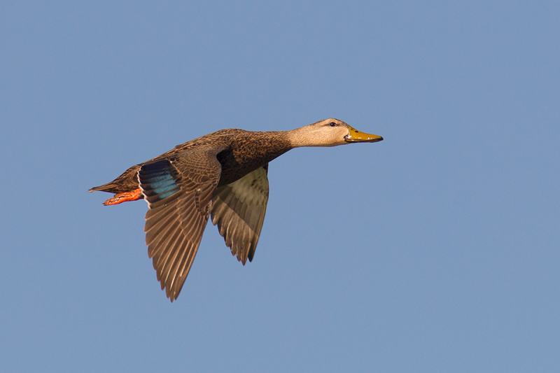 Mottled Duck