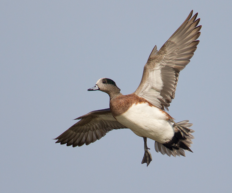 American Wigeon
