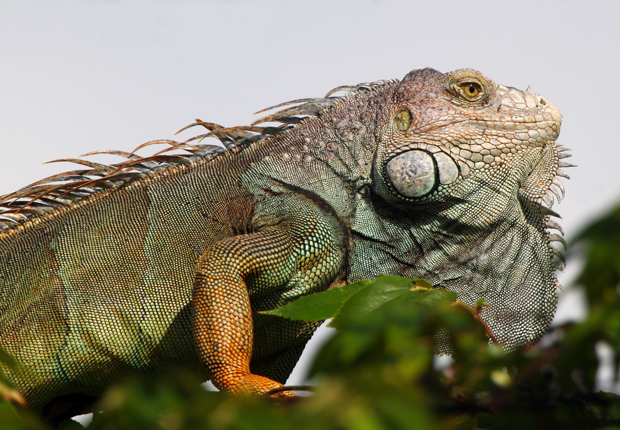 Male Green Iguana copy.jpg