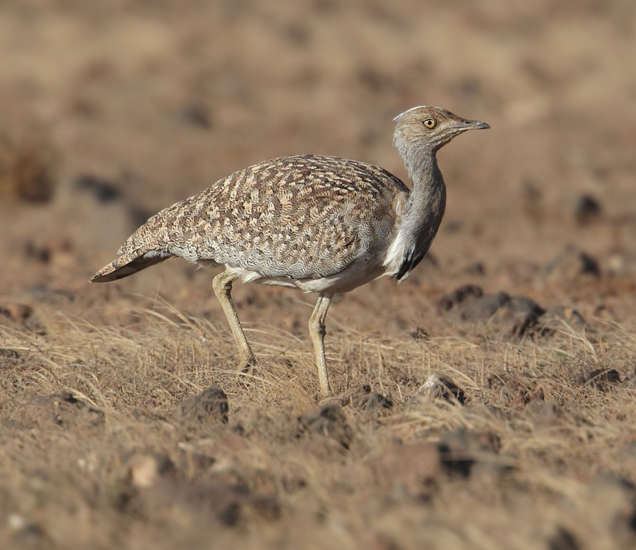 Houbara bustard (chlamydotis undulata fuertaventurae),  Playa Quemada (Lanzarote), Spain, September 2011