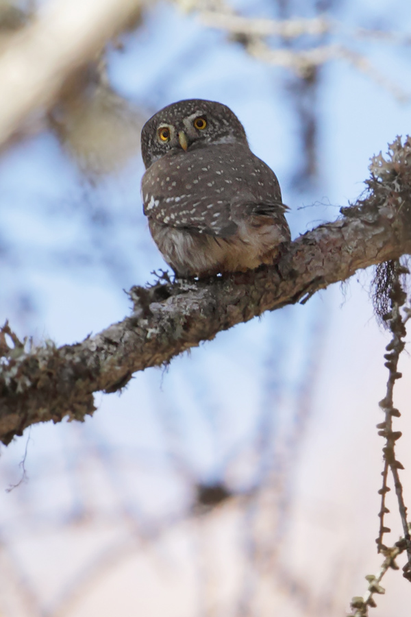 Eurasian pygmy owl (glaucidium passerinum), Valais, Switzerland, November 2011