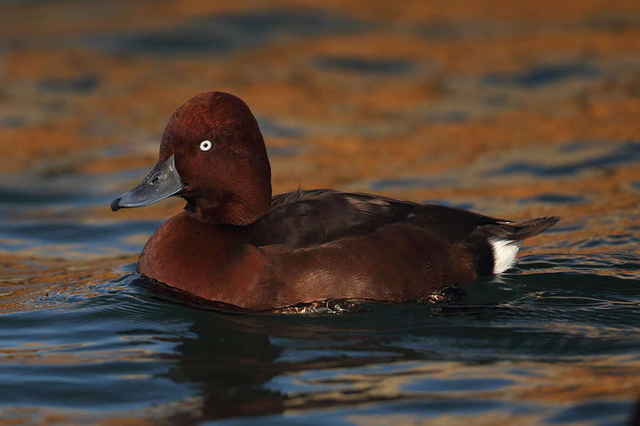 Ferruginous duck (aythya nyroca), Morges, Switzerland, November 2011