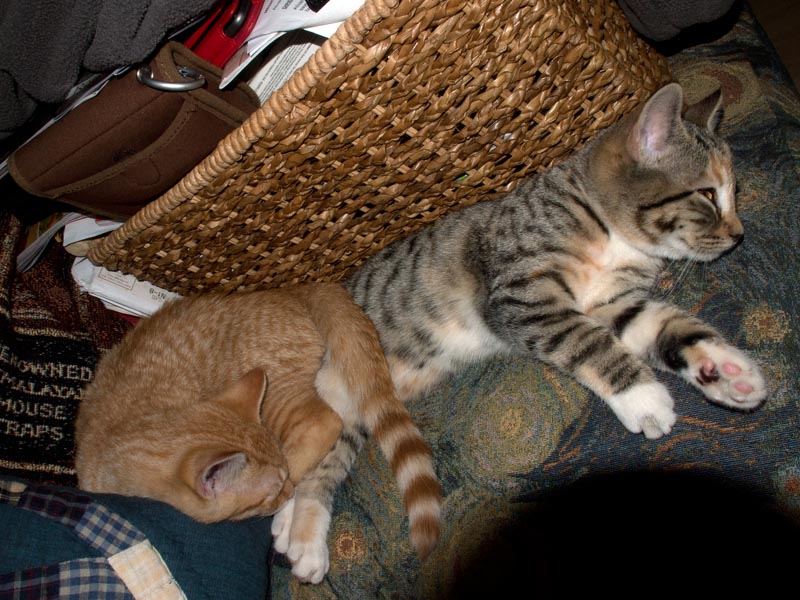 Nov 3: They like sleeping together!