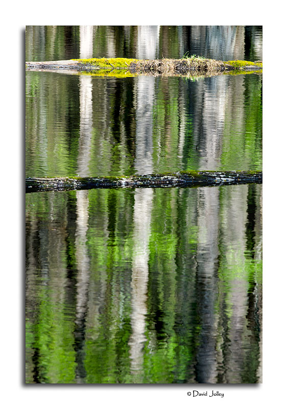 Swamp Reflection, Cades Cove