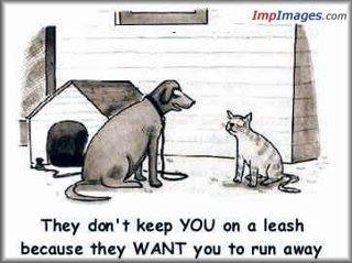 cat leash