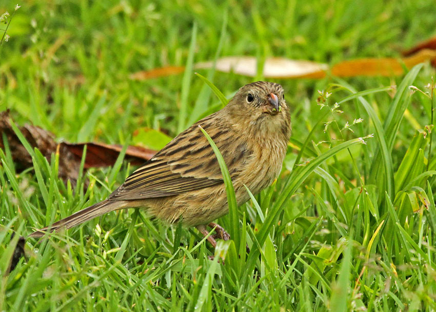 Plain-coloured Seedeater
