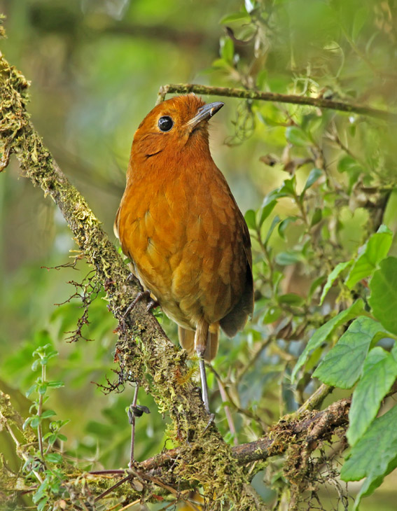 Equatorial Antpitta