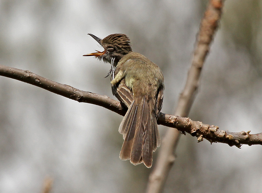 Swainsons Flycatcher