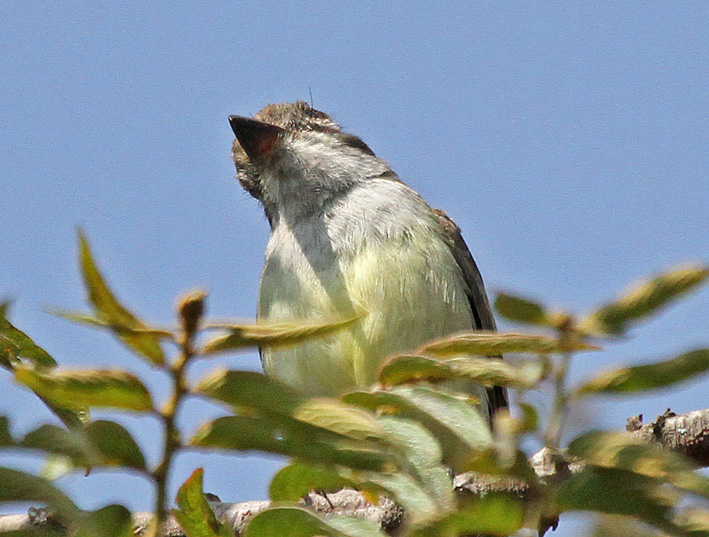 Swainsons Flycatcher